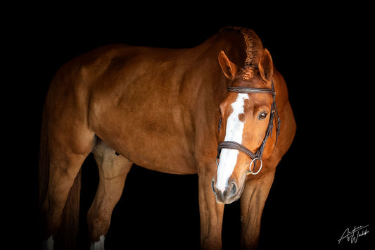 horse photography portraits in Georgia and South Carolina