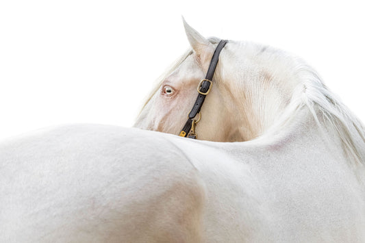 Equine Fine Art Portraits in Georgia, White Background Horse Portraits in Georgia, Horse and Rider Portrait in Georgia. Horse and Rider Black Background Portrait in Georgia. Horse Black Background Photo Session in Georgia.