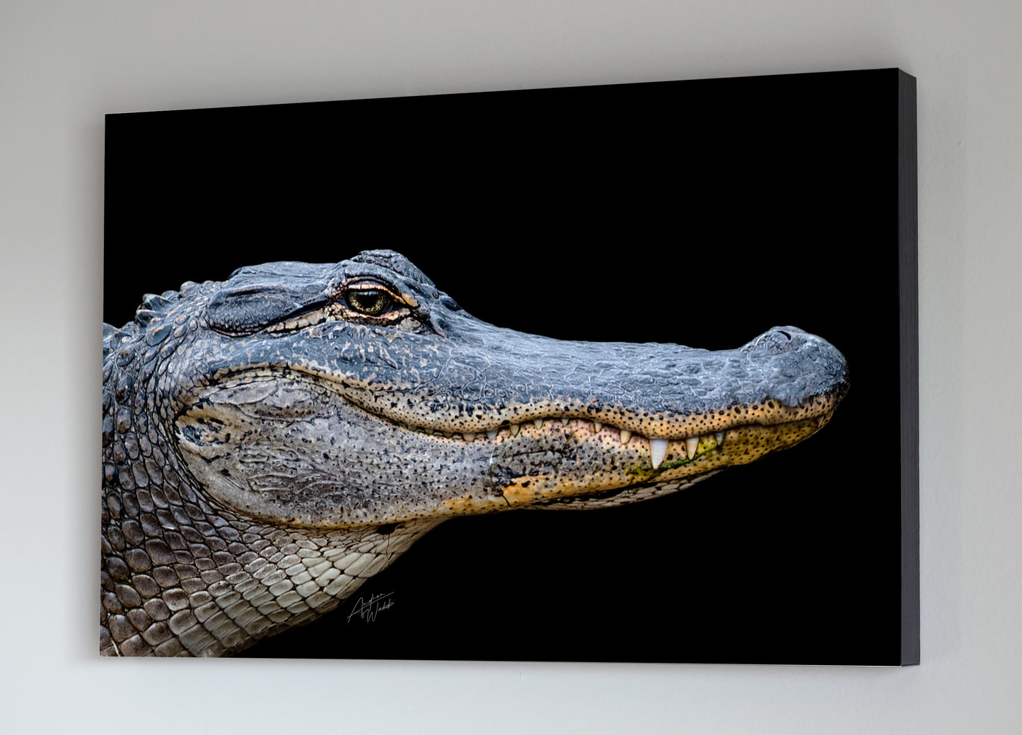 American Alligator Art, American Alligator on Black Background Portrait, Minimalist Alligator Wall Art, Alligator Artwork. Alligator gifts. Animal Photography. Lowcountry art. Lowcountry decor. Alligator decor.
