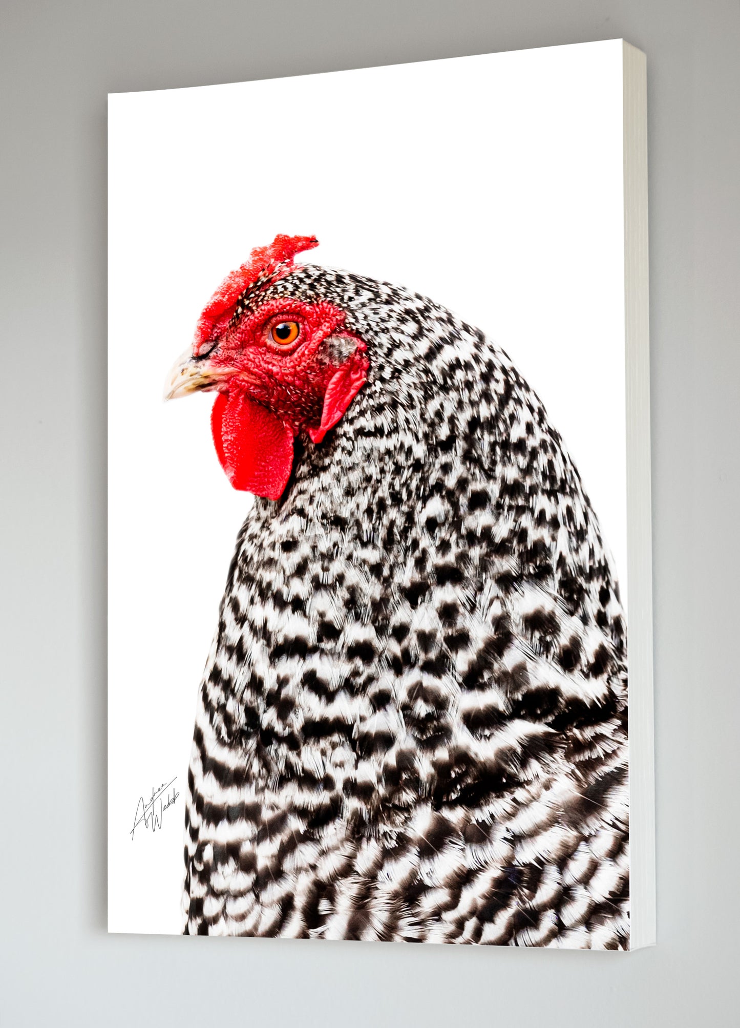 Barred Rock Hen Chicken Portrait on White Background Fine Art Portrait in Country Chic Room. Chicken art. Chicken wall art. Chicken canvas. Chicken prints. Chicken gifts. Animal Photography. Chicken decor. Country chic wall decor.