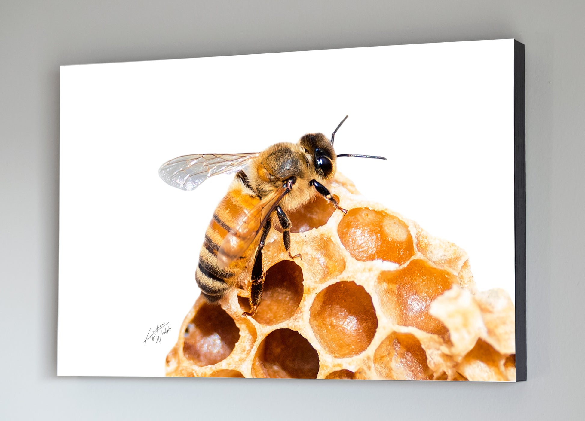 The honey bee is on a white background and is perched atop a comb, giving a realistic and detailed portrait of these fascinating creatures. Honey Bee art. Honey bee wall art. Honey bee portrait. Honey bee prints. Animal Photography. Bee art. Bee artwork. Bee gifts. Bee prints. Bee canvases.