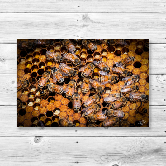 This honey bee portrait captures the industriousness of bees with capped brood. Honey Bee art. Honey bee wall art. Honey bee portrait. Honey bee prints. Animal Photography. Bee art. Bee artwork. Bee gifts. Bee prints. Bee canvases.this framed print is a perfect addition to your home. Honey Bee Art. Honey Bee Portraits. Honey Bee Wallart.