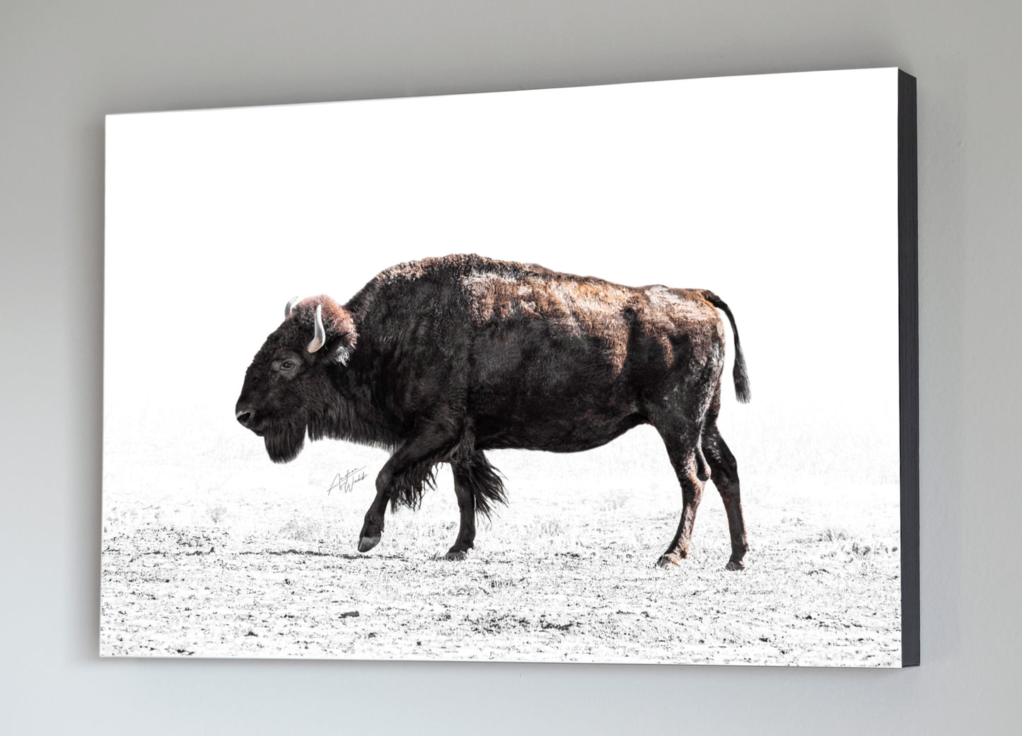 This beautiful American Bison is featured on a white background and is surrounded by grass blade shadows. This makes an interesting portrait for your home, office, or nursery wall decor, whether you're looking for something artistic or simply want something fun to hang around the house. Bison gift. Bison artwork. Bison art. Buffalo art. Buffalo artwork. Buffalo gifts. Bison stationary. Buffalo Stationary. Animal Photography