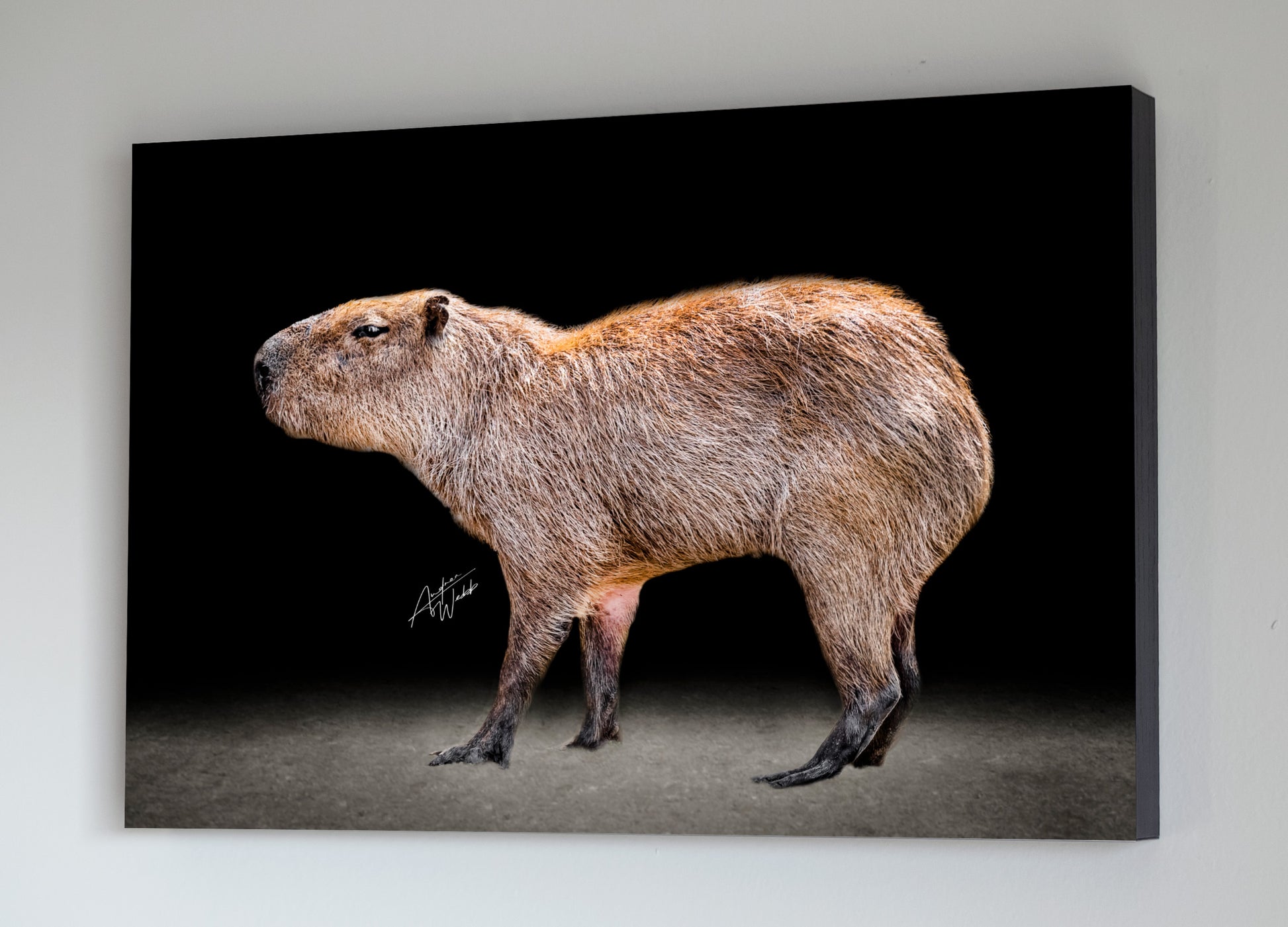 A capybara on a black background fine art portrait. Animal Photography. Capybara photography. Capybara art. Capybara artwork. Capybara prints. Capybara canvases. Capybara gifts.