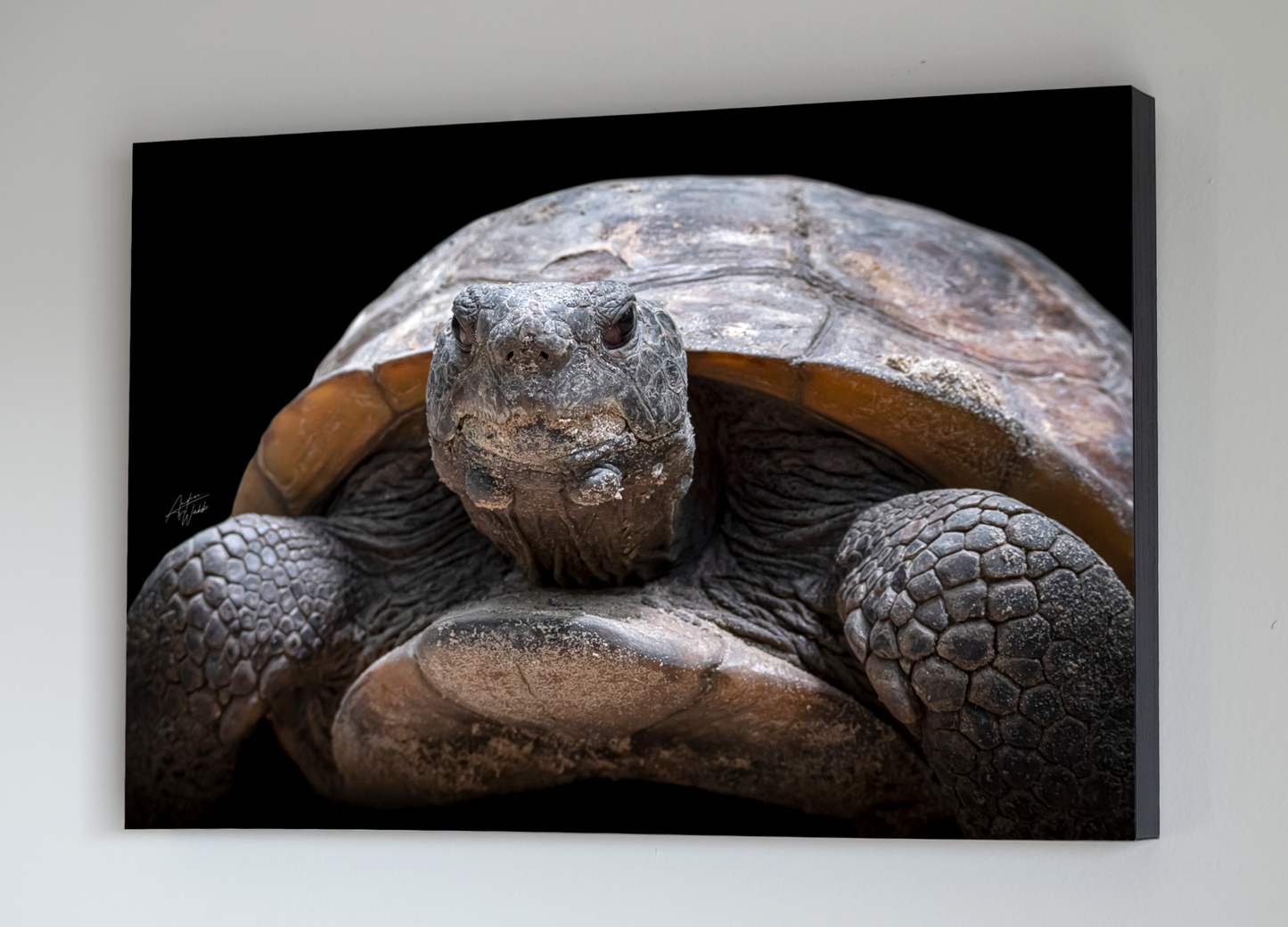 gopher tortoise close up portrait, gopher tortoise portrait, gopher tortoise artwork, gopher tortoise art, gopher tortoise wall art, gopher tortoise canvases, gopher tortoise gifts.