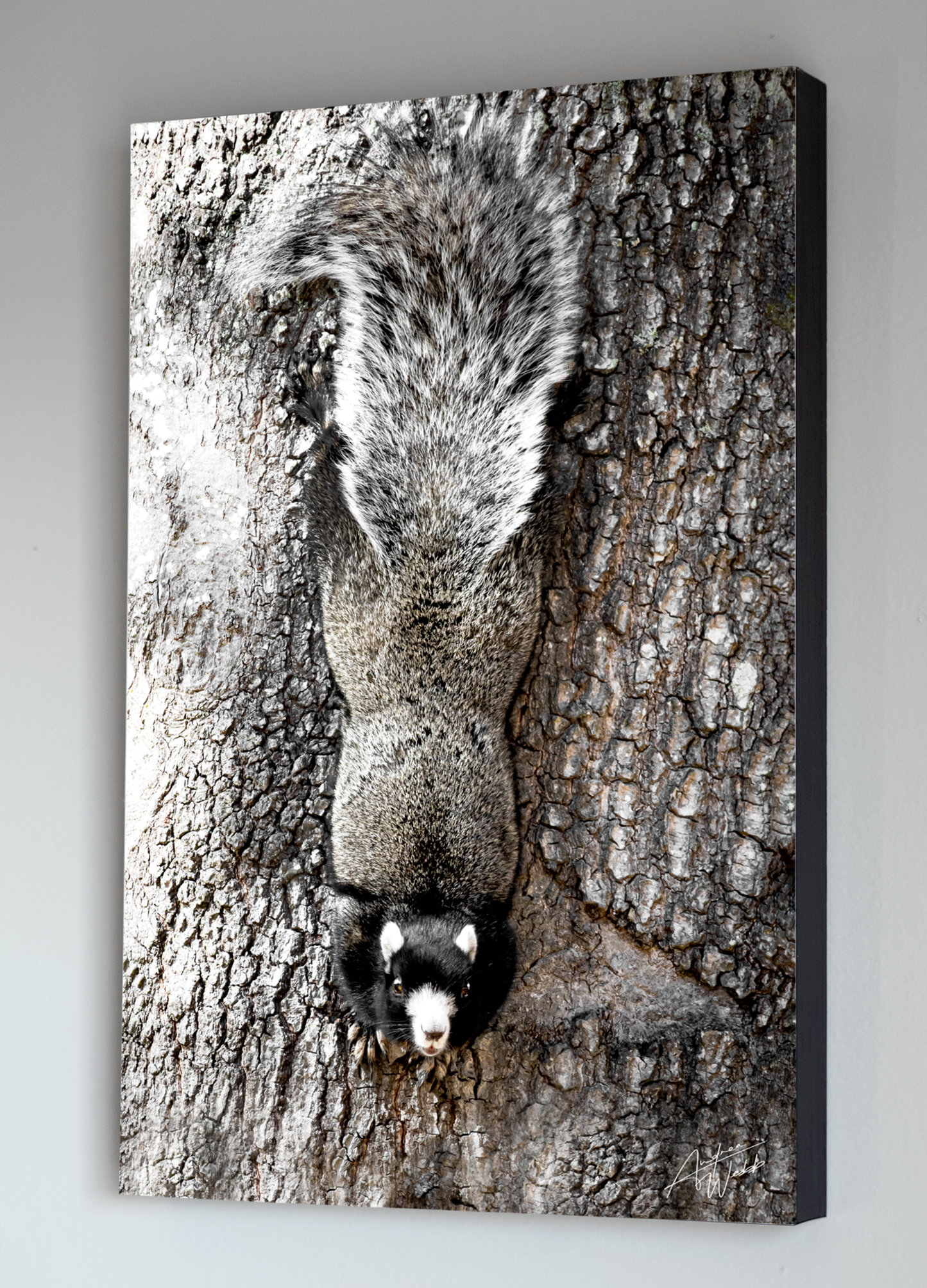 A Fox Squirrel Perched on a Tree in a Black Background Fine Art Portrait in Livingroom Setting. Fox Squirrel Photography. Fox Squirrel art. Fox Squirrel Print. Fox Squirrel canvas. Fox Squirrel wall art. Fox Squirrel gifts. Animal Photography.