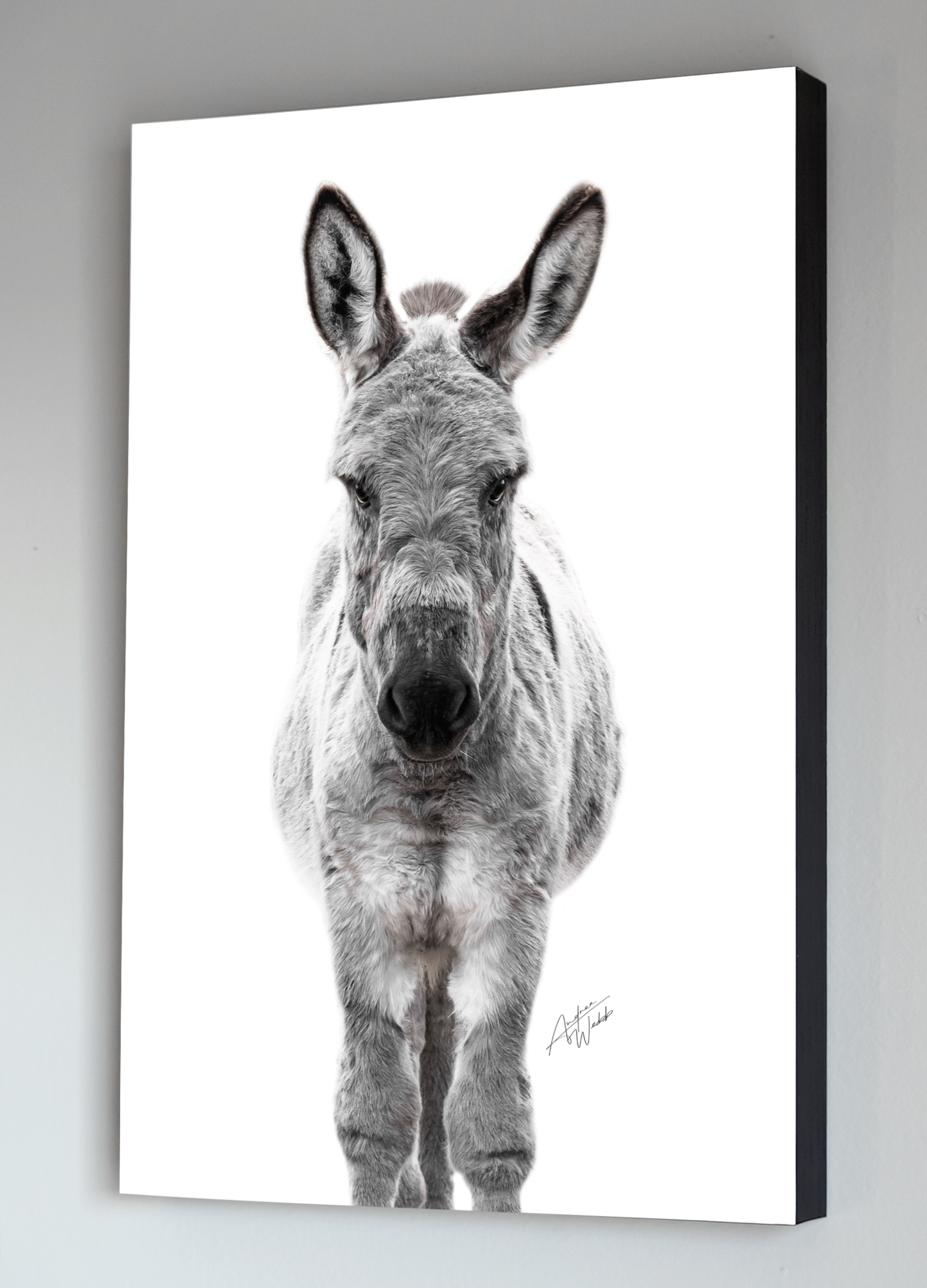 Donkey art, baby donkey artwork, donkey fine art, donkey on white background, donkey prints and canvases. Donkey art. Donkey wall art. Donkey portrait. Donkey canvas. Animal Photography. Donkey gifts