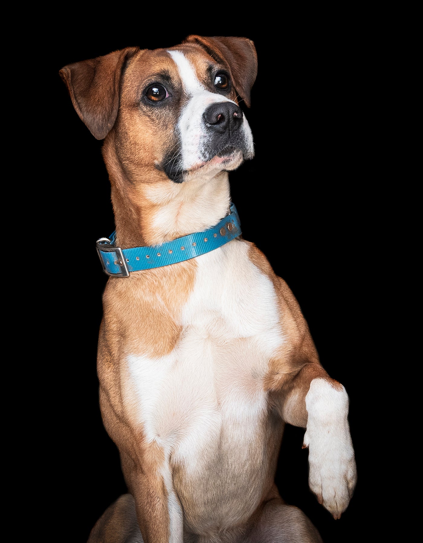 dog photographers in Georgia, black background dog photography in Georgia, black background dog photography near Savannah
