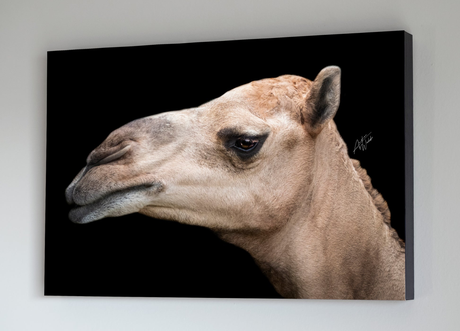A fine art portrait of a camel face up close on black background portrait. Animal photography. Camel photography. Camel prints. Camel Canvases. Camel Art. Camel wall art. Camel gifts.