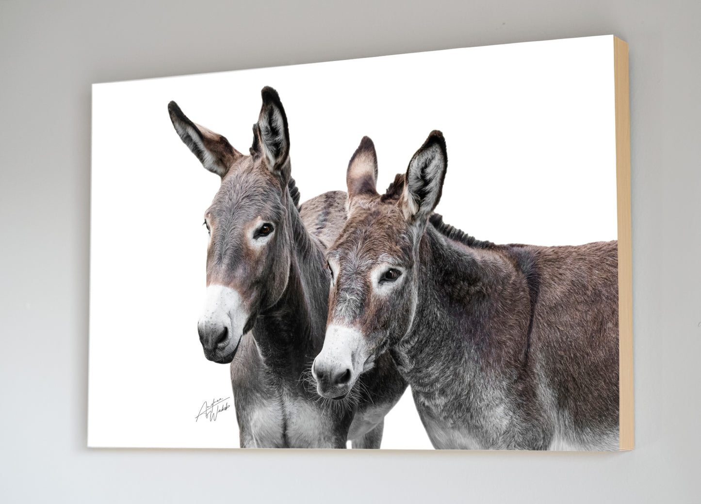 Two Donkeys on A White Background Fine Art Portrait on Country Chic Brick Wall. Donkey art. Donkey wall art. Donkey portrait. Donkey canvas. Animal Photography. Donkey gifts
