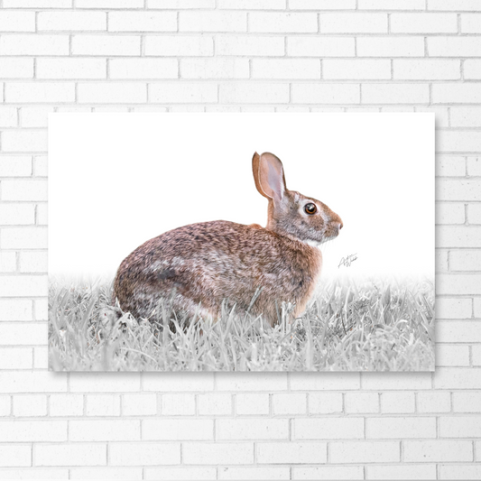 This beautiful Eastern cottontail rabbit portrait brings an eye-catching style to any space. The striking details of the soft fur and adorable face pop on the crisp white background. Rabbit portrait. Rabbit art. Rabbit wall art. Animal Photography. Rabbit canvas.