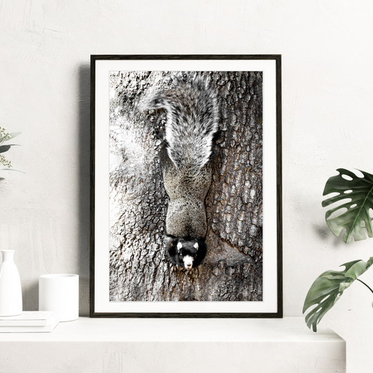 fox squirrel art fox squirrel artwork fox squirrel canvas fox squirrel portrait fox squirrel giftsA Fox Squirrel Perched on a Tree in a Black Background Fine Art Portrait in Livingroom Setting. Fox Squirrel Photography. Fox Squirrel art. Fox Squirrel Print. Fox Squirrel canvas. Fox Squirrel wall art. Fox Squirrel gifts. Animal Photography.