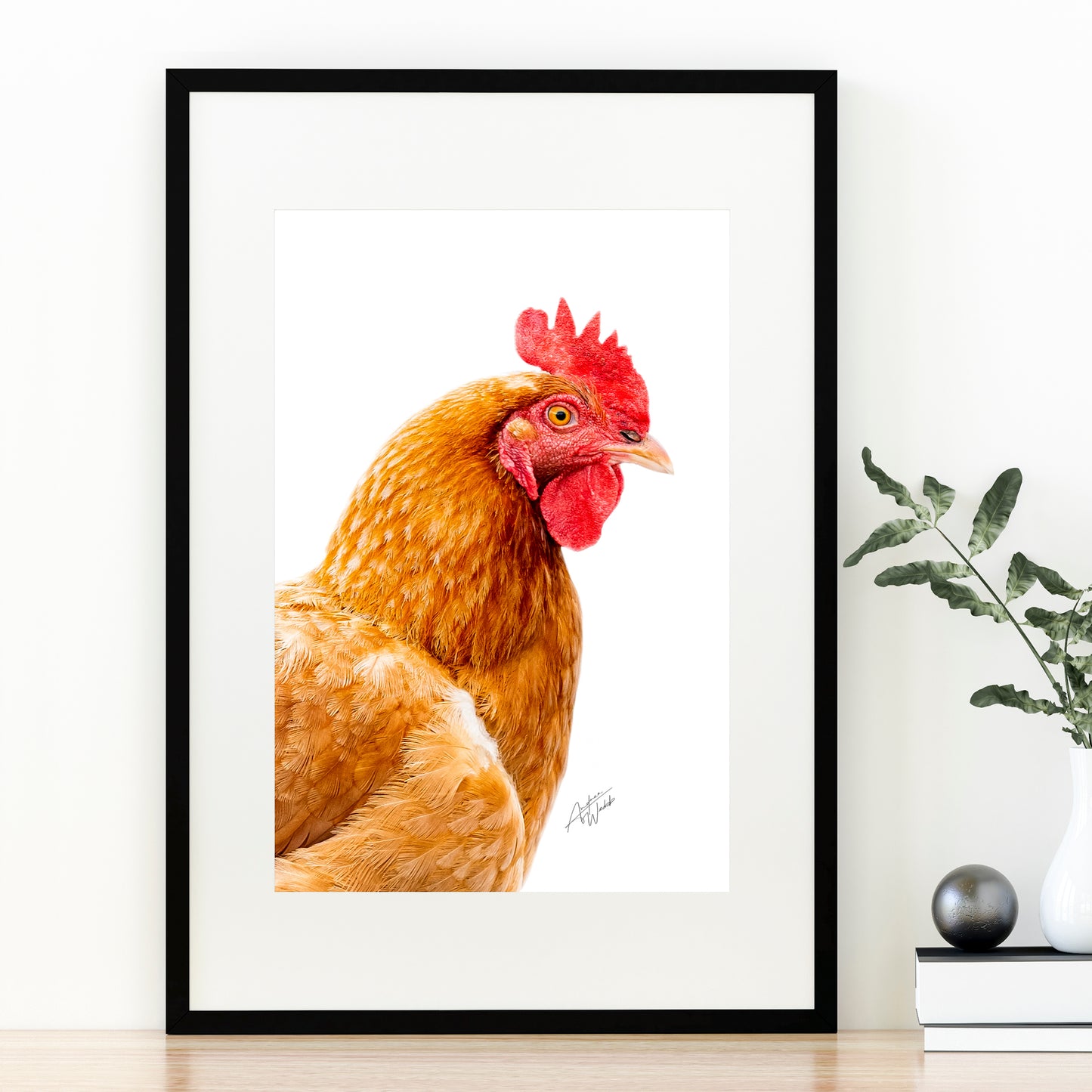 Isa Brown Hen Portrait on White Background - A stunning image capturing the natural beauty of an Isa Brown hen with its distinctive coloring. Perfect for poultry enthusiasts, this high-quality portrait on a white background is a visually appealing addition to any space. Elevate your decor with the grace and charm of this Isa Brown hen image. Chicken art, chicken gifts, chicken decor, chicken canvases, chicken fine art