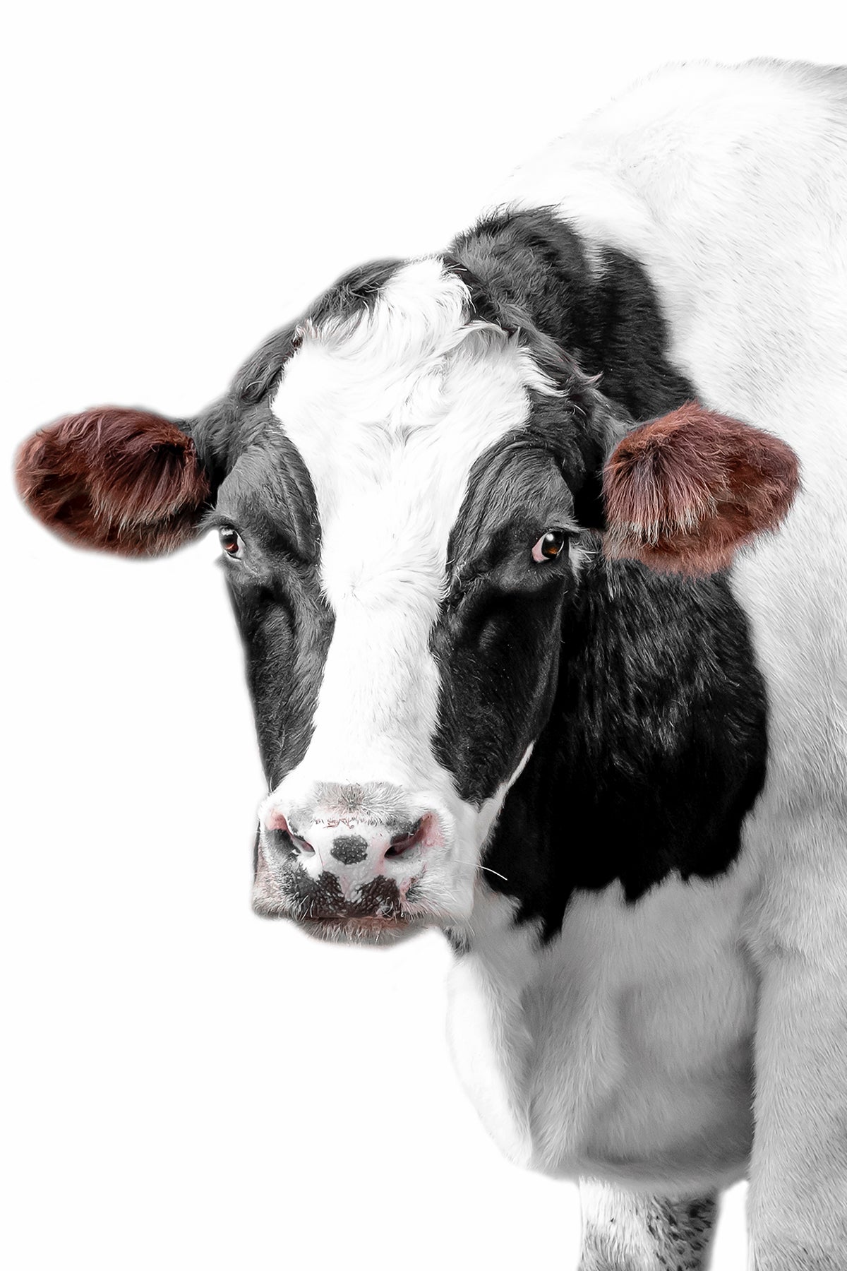 Georgia livestock photographer, livestock photography in Georgia, Livestock Fine Art Photographer in Georgia
