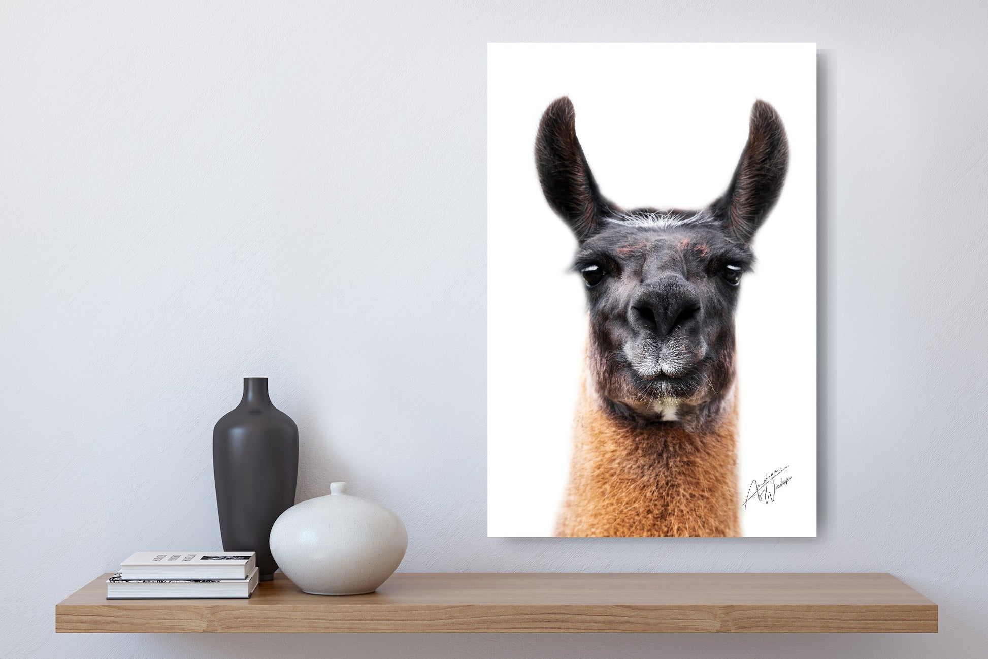 Llama face on a white background fine art portrait on an office desk and decor. Llama photography. Llama art. Llama artwork. Llama wall art. Llama prints. Llama canvases. Llama decor. Animal Photography.