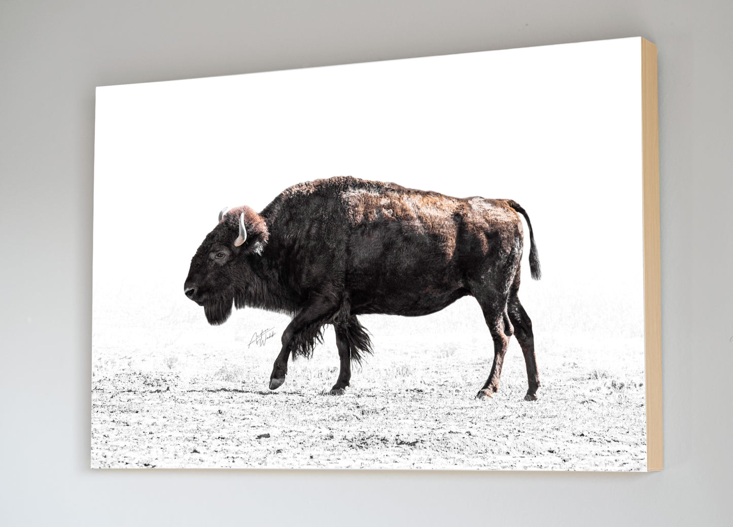 This beautiful American Bison is featured on a white background and is surrounded by grass blade shadows. This makes an interesting portrait for your home, office, or nursery wall decor, whether you're looking for something artistic or simply want something fun to hang around the house. Bison gift. Bison artwork. Bison art. Buffalo art. Buffalo artwork. Buffalo gifts. Bison stationary. Buffalo Stationary. Animal Photography