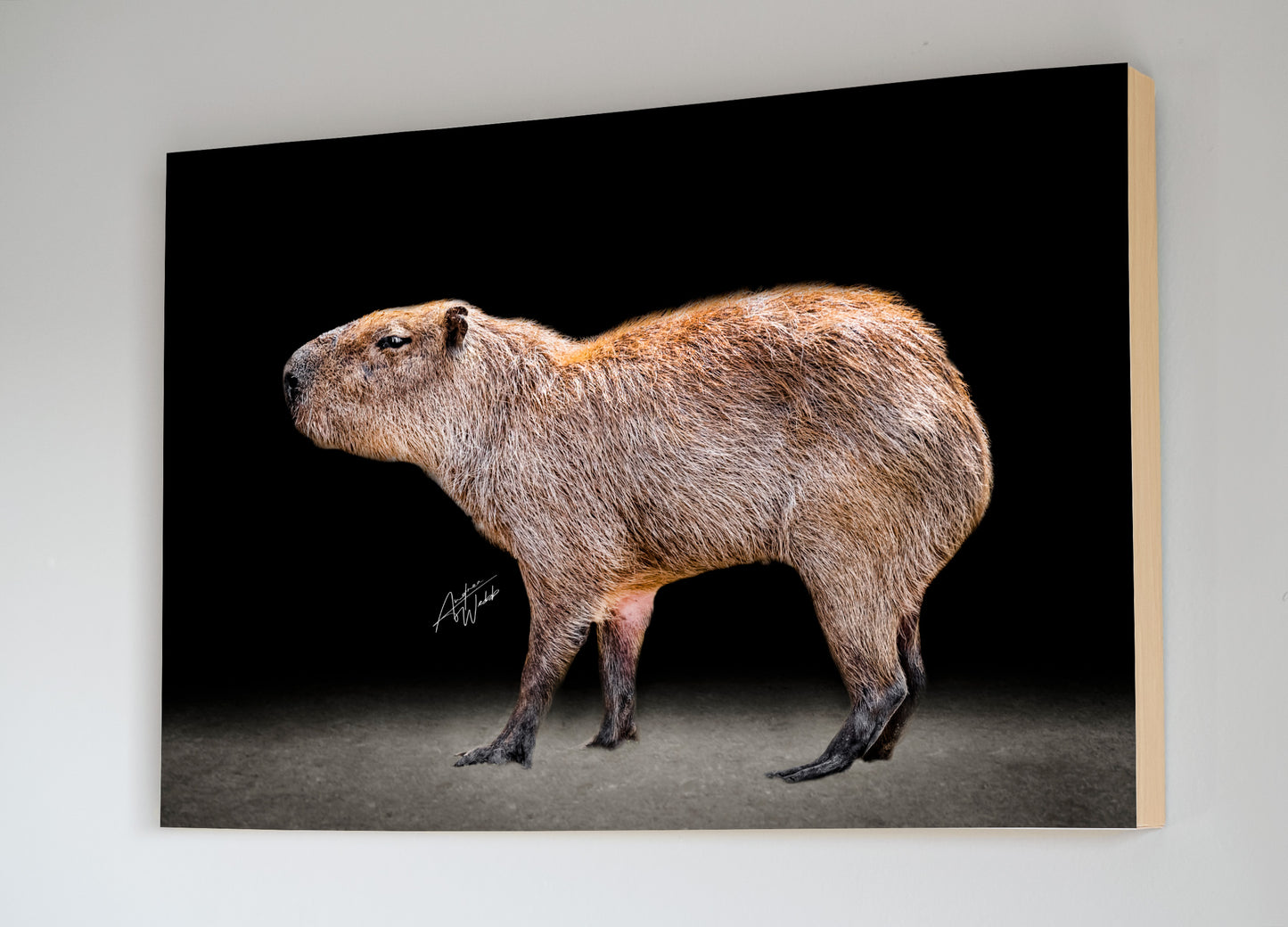 A capybara on a black background fine art portrait. Animal Photography. Capybara photography. Capybara art. Capybara artwork. Capybara prints. Capybara canvases. Capybara gifts.