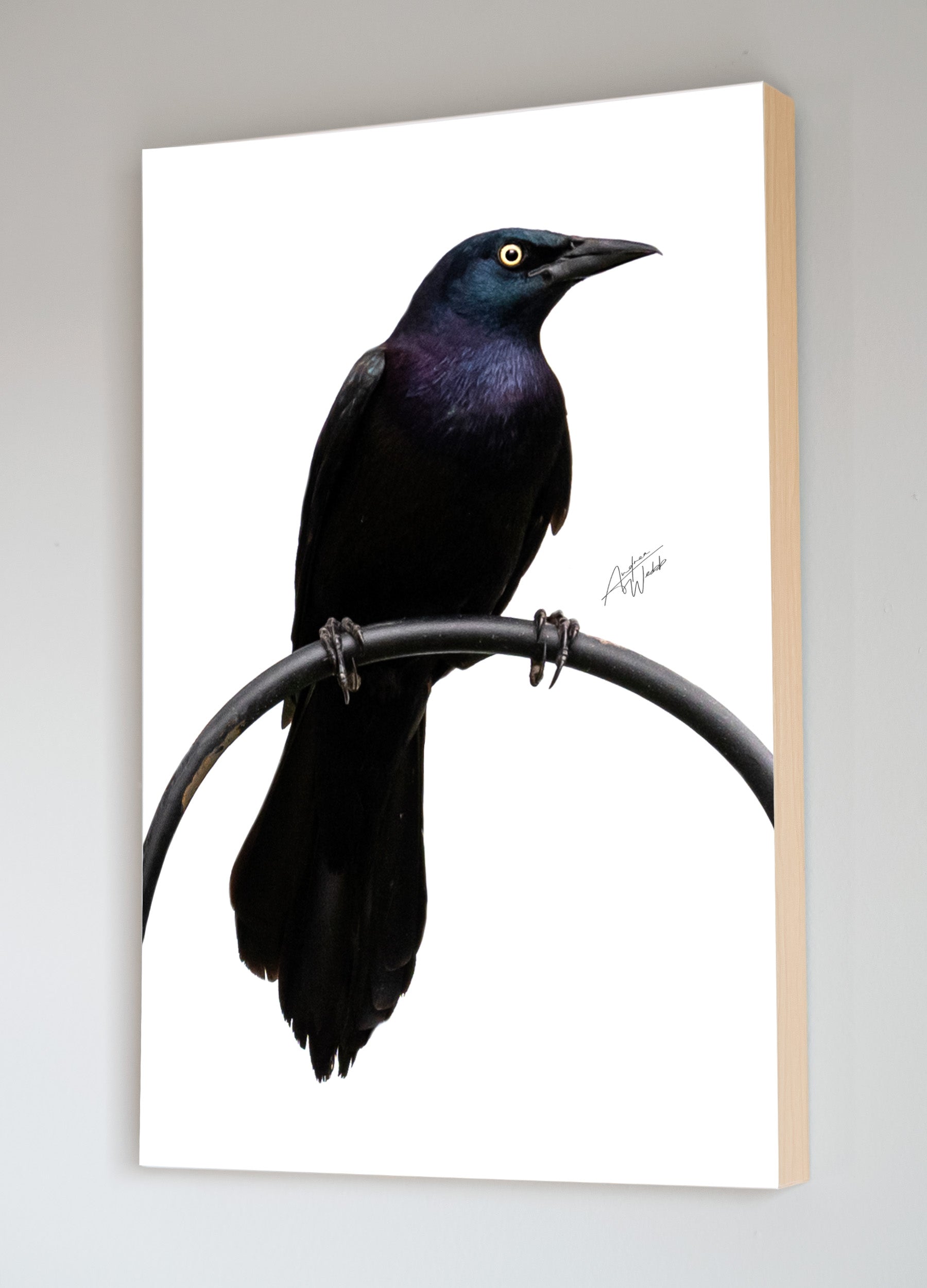 Common Grackle Bird on White Background Portrait, Common Grackle artwork, common grackle photography, common grackle photos, common grackle wall art, common grackle gifts, common grackle canvases