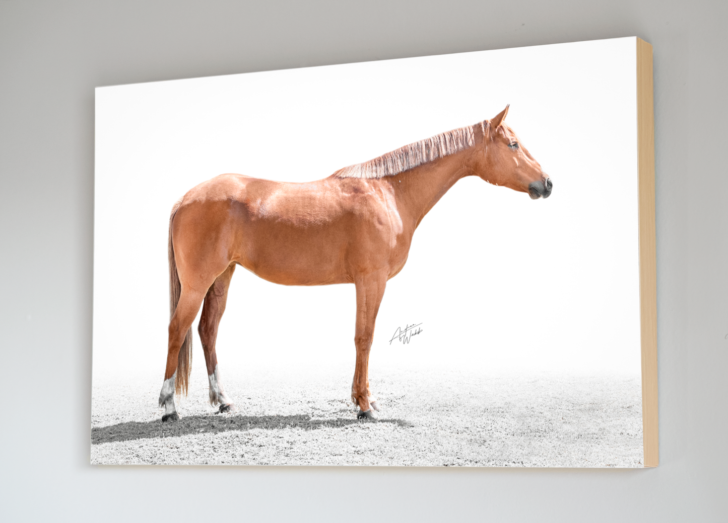 This portrait of a chestnut horse is on a white background. This horse has the classic American Quarter Horse and American Paint Horse build and conformation. The chestnut coat color with flaxen mane and tail makes this horse stand out from the rest. The Chestnut Horse on White Background print would be a great addition to any room with horse lovers or Western decor enthusiasts. Horse Portrait. Horse Prints. Horse Artwork. Animal Photography. Horse photography. Horse wall art.