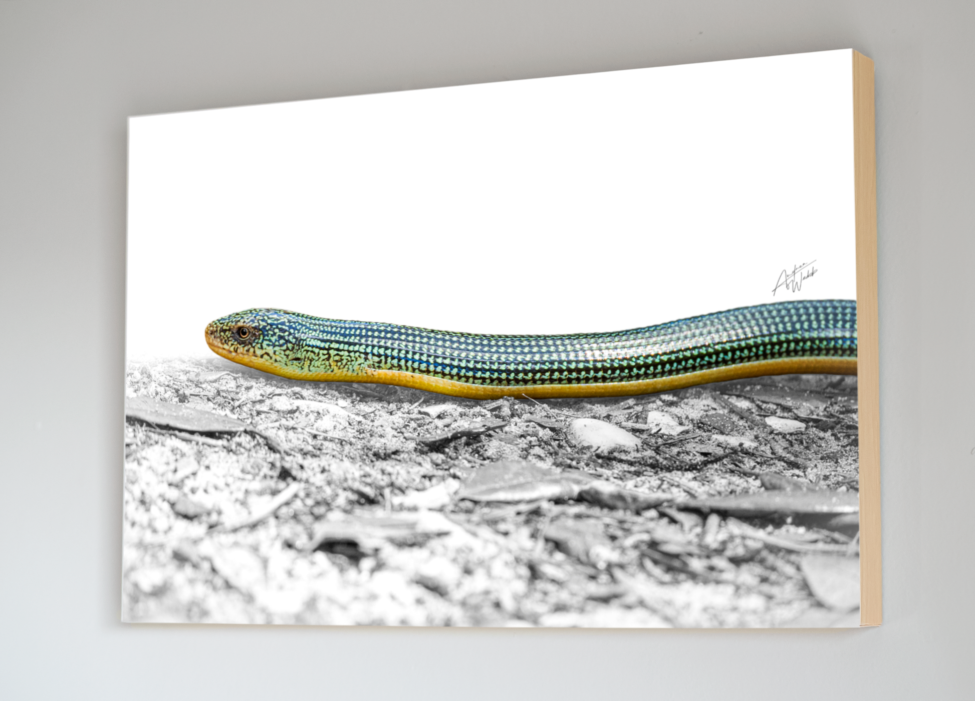 The Eastern Glass Lizard is commonly found in the eastern half of the United States. They are generally a green or brown color, with a glassy appearance. Glass lizard portrait. Glass lizard art. Glass lizard artwork. Glass lizard photography. Animal Photography. Glass lizard wall art. Glass lizard gifts.