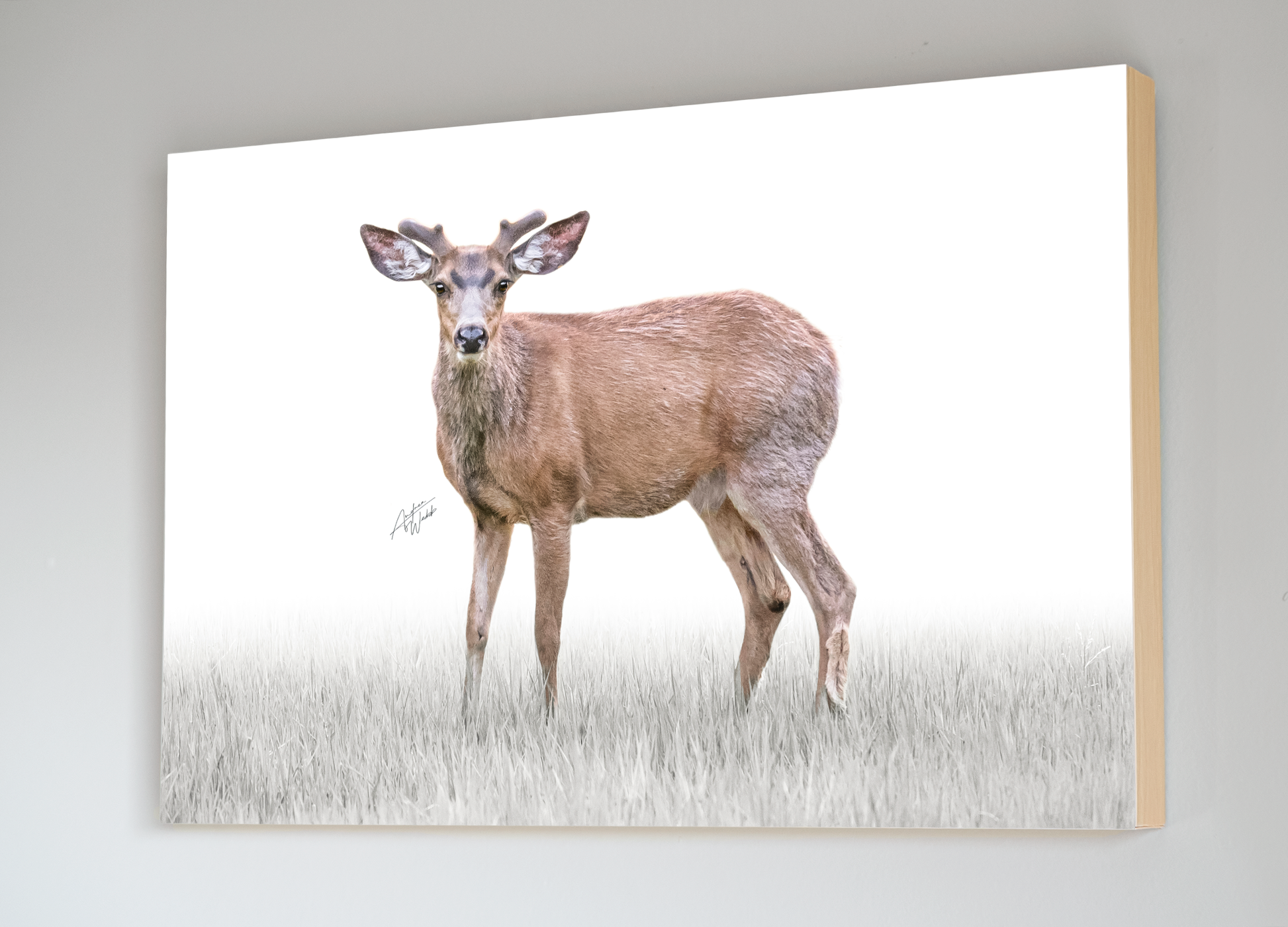 A close-up portrait of a mule deer buck in velvet, showcasing its strength and elegance. The deer stands against a white background, with grass blades in the foreground, creating a serene and captivating scene. Mule deer buck artwork. Mule deer buck art. Mule deer buck portrait. Mule deer buck canvas. Mule deer buck gifts.