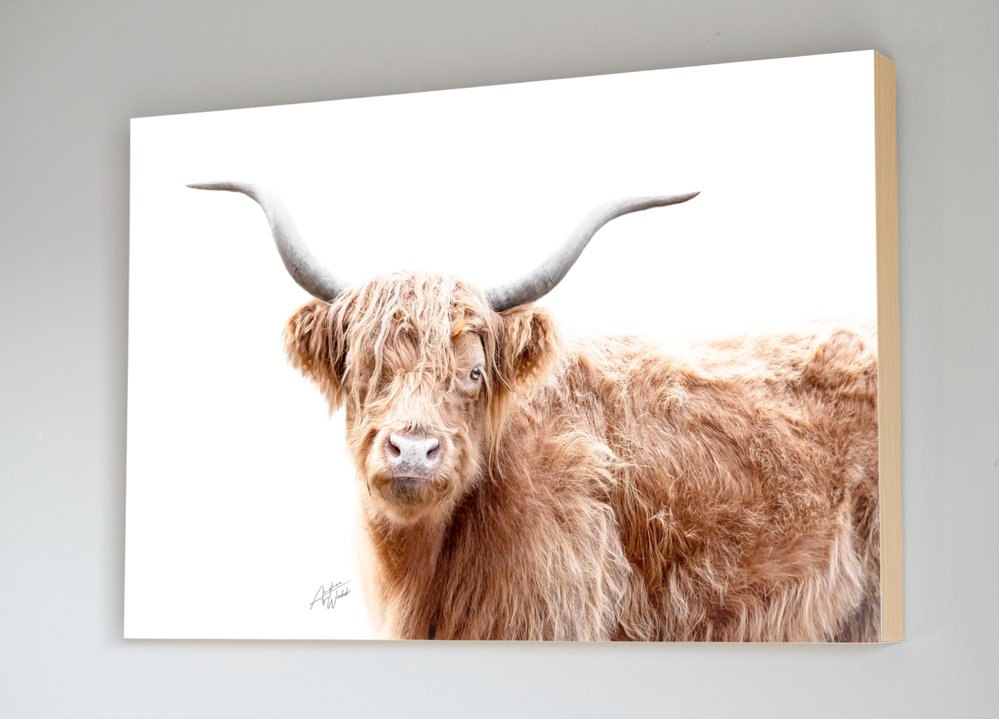 Highland Cow close up print, animal photography highland cow fine art portrait. Highland Cow close up stationary, highland cow art, highland cow greeting cards. Highland Cow Photography. Highland Cow Artwork. Highland Cow gifts. Highland Cow Photography. Animal Photography.