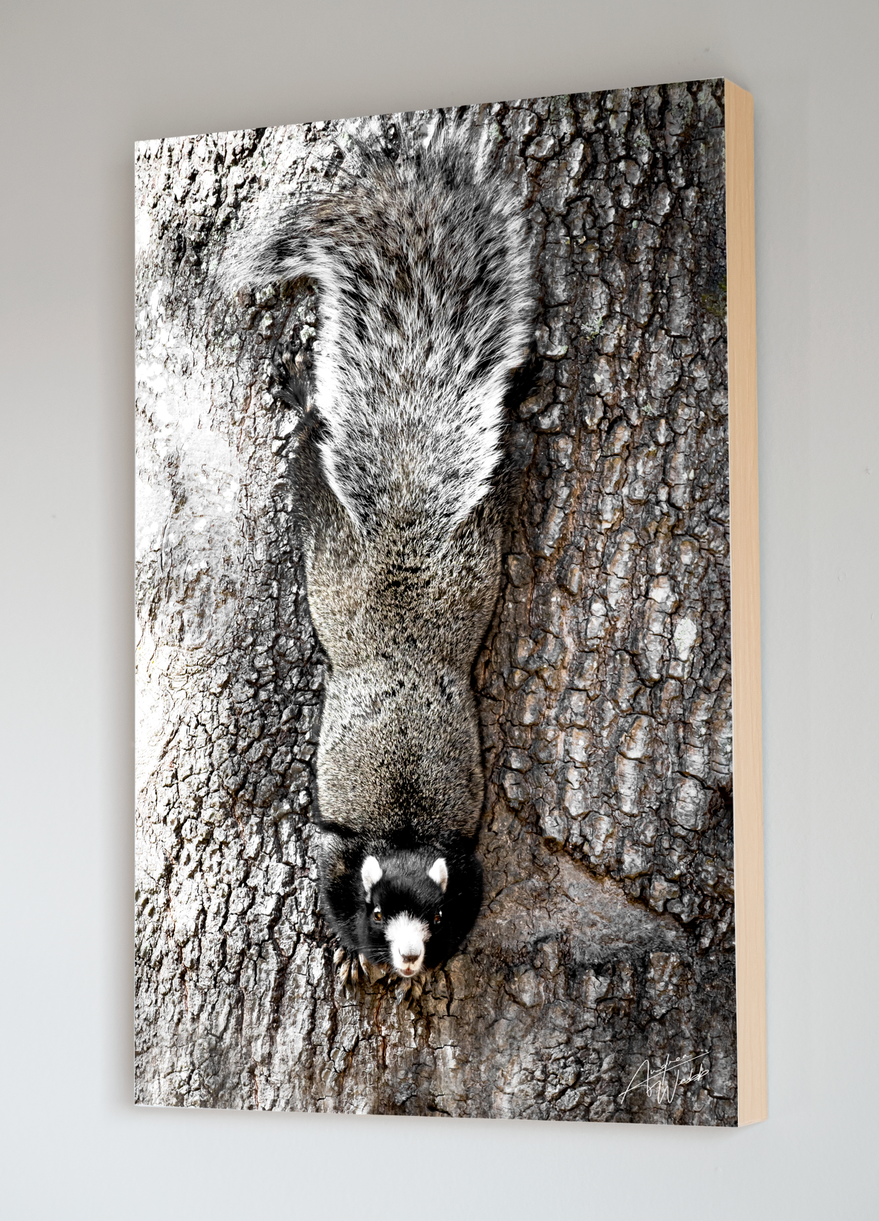 A Fox Squirrel Perched on a Tree in a Black Background Fine Art Portrait in Livingroom Setting. Fox Squirrel Photography. Fox Squirrel art. Fox Squirrel Print. Fox Squirrel canvas. Fox Squirrel wall art. Fox Squirrel gifts. Animal Photography.