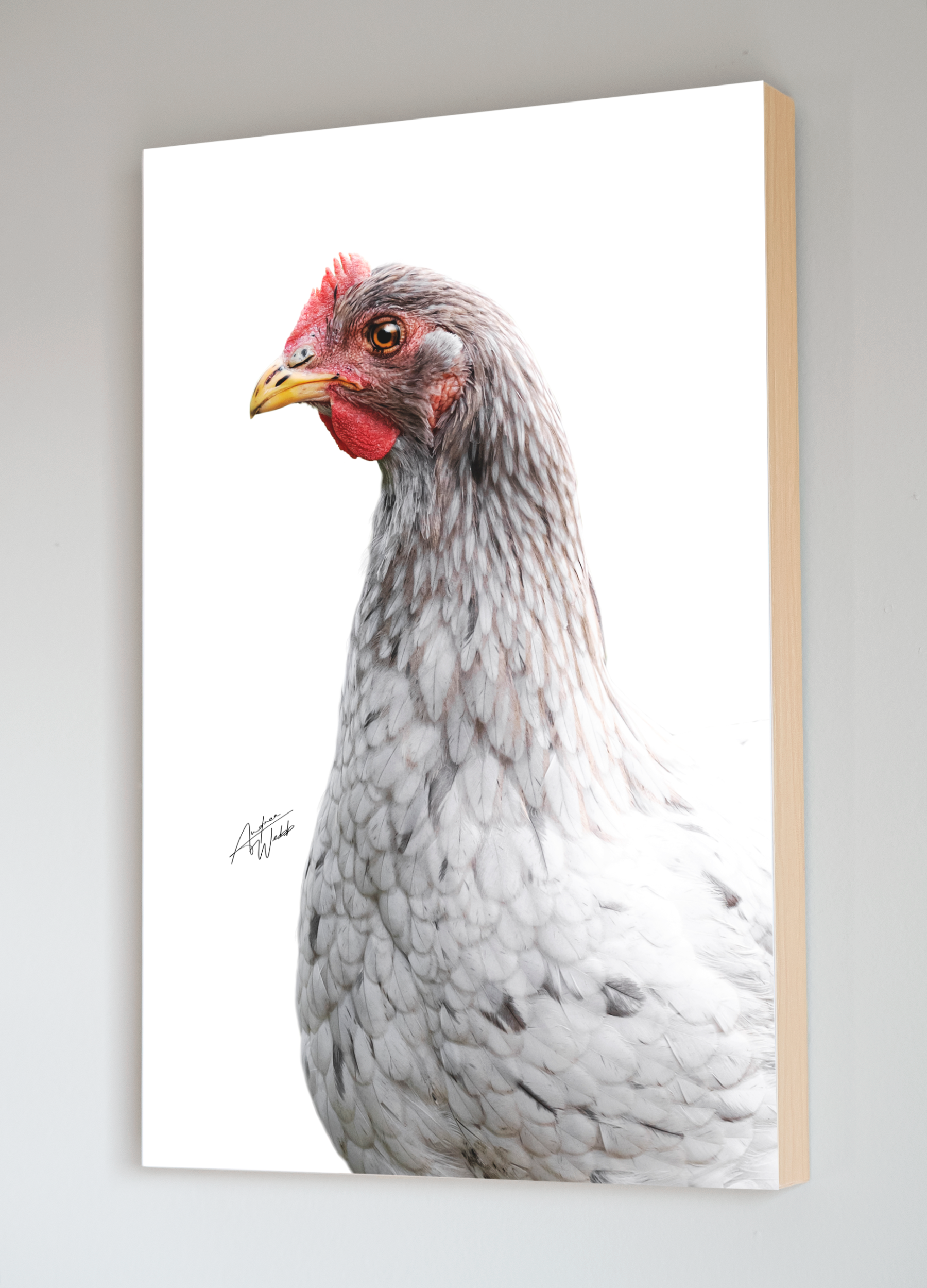 easter egger hen portrait, easter egger hen artwork, easter egger hen art, easter egger hen wall art, easter egger hen canvases, easter egger hen gifts