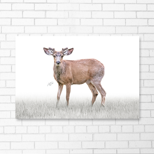 A close-up portrait of a mule deer buck in velvet, showcasing its strength and elegance. The deer stands against a white background, with grass blades in the foreground, creating a serene and captivating scene. Mule deer buck artwork. Mule deer buck art. Mule deer buck portrait. Mule deer buck canvas. Mule deer buck gifts. 