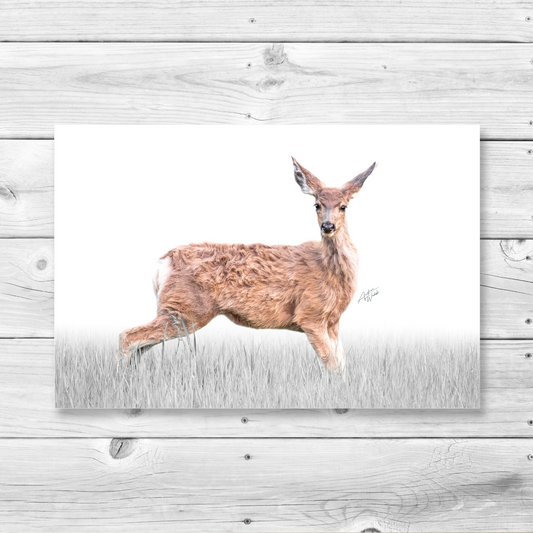 A portrait of a majestic mule deer doe in her natural habitat, radiating grace and elegance. The deer stands against a white background, with grass blades in the foreground, evoking serenity and a deep connection to nature. Mule deer doe art. Mule deer doe artwork. Mule deer doe portrait. Mule deer doe canvas. Mule deer doe gifts.
