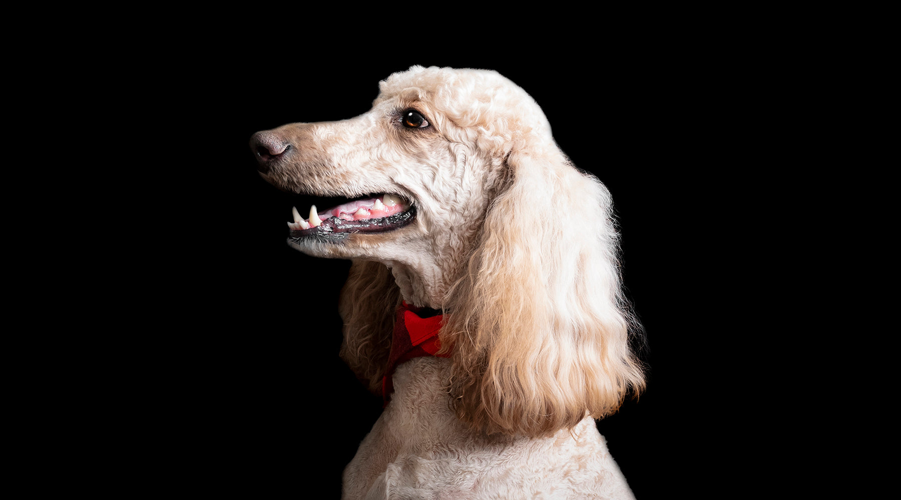 Dog Black Background Photography Portrait Sessions in Georgia and South Carolina