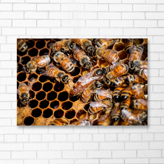 Queen Bee and Her Court is a beautiful print of a queen bee and her worker bees. Honey Bee art. Honey bee wall art. Honey bee portrait. Honey bee prints. Animal Photography. Bee art. Bee artwork. Bee gifts. Bee prints. Bee canvases. These honey bees are hard at work! Great gift for any beekeeper. Honey bee art. Honey Bee artwork. Honey bee wall art. Queen Bee portrait.