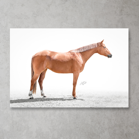 This portrait of a chestnut horse is on a white background. This horse has the classic American Quarter Horse and American Paint Horse build and conformation. The chestnut coat color with flaxen mane and tail makes this horse stand out from the rest. The Chestnut Horse on White Background print would be a great addition to any room with horse lovers or Western decor enthusiasts. Horse Portrait. Horse Prints. Horse Artwork. Animal Photography. Horse photography. Horse wall art. 