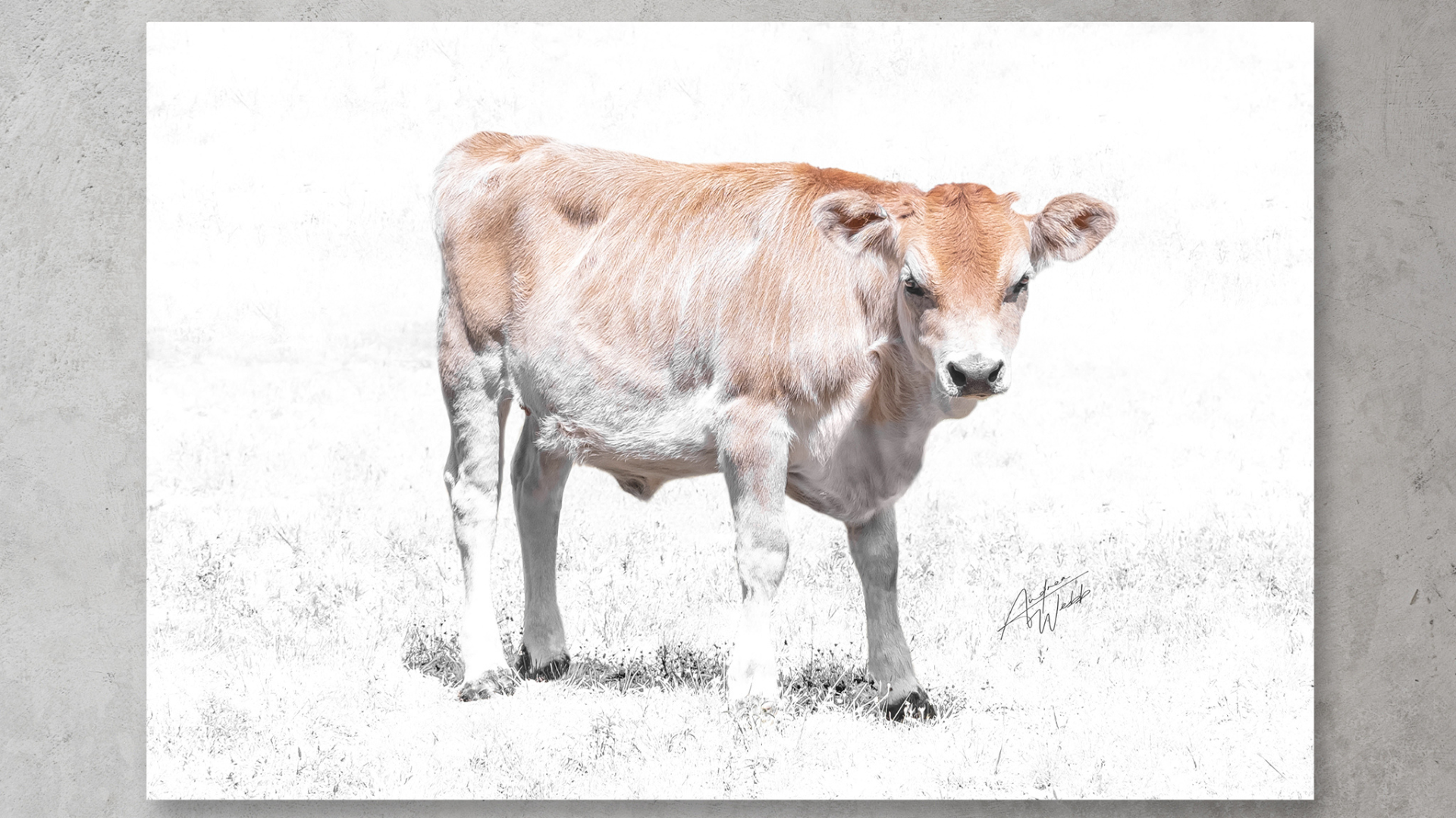 Cow Photography and Animal Photography in Georgia and South Carolina