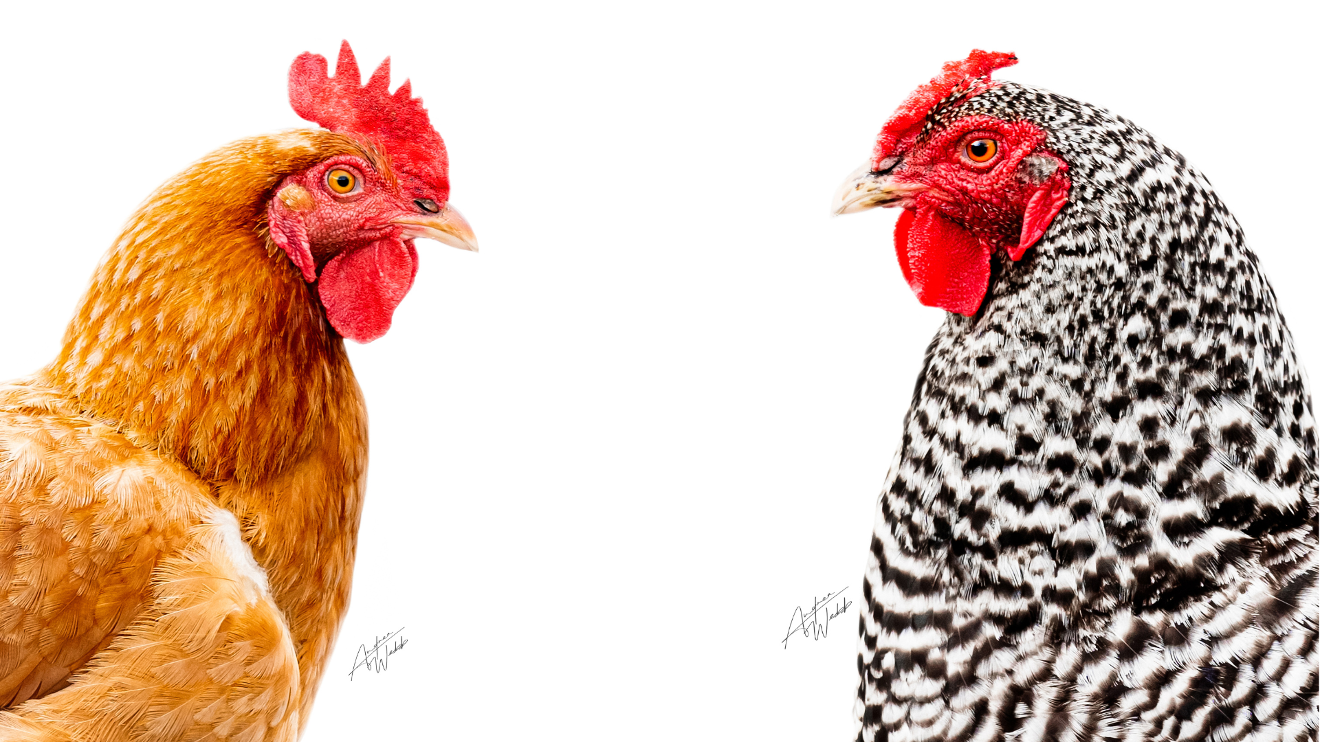 Chicken and Animal Photography in Georgia and South Carolina