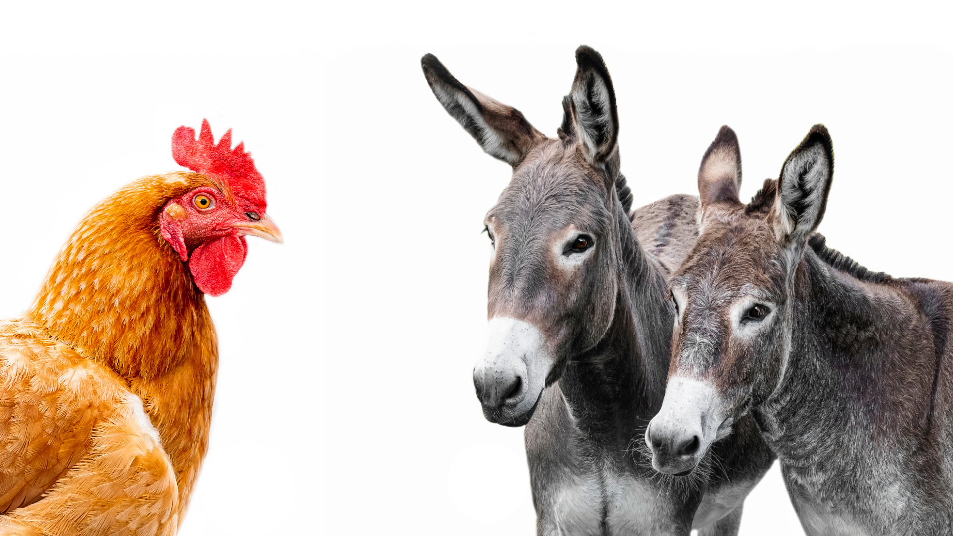 Isa Brown Hen Chicken and Two Donkeys on White Background Fine Art Portrait for Country Chic Style