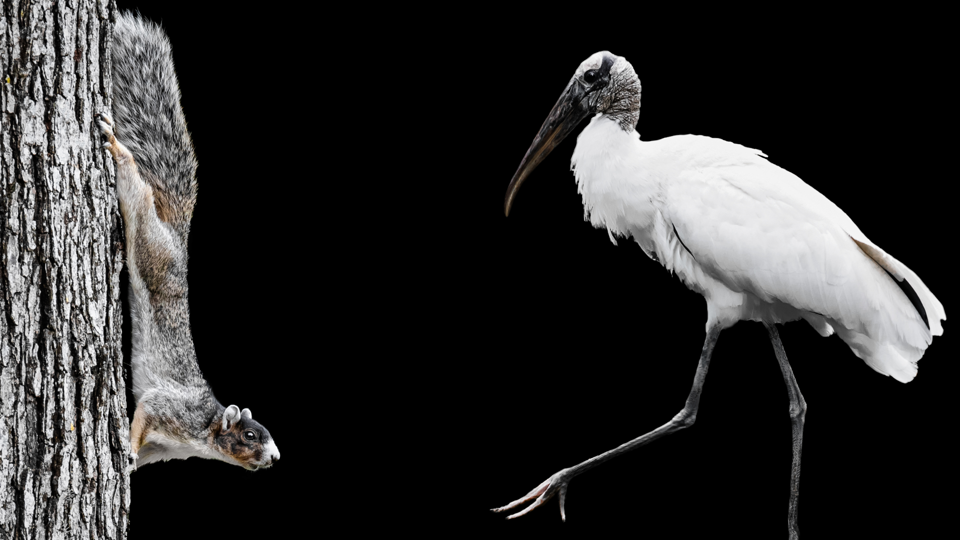 A Fox Squirrel and Walking Wood Stork on Black Background Fine Art Portrait Animal Photography