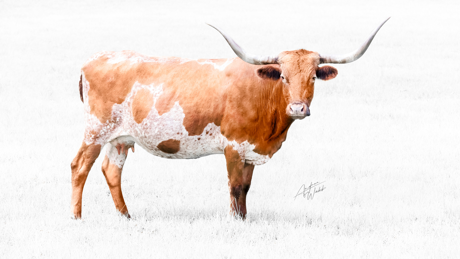 A Longhorn Heifer Cow in White Grass Field Fine Art Portrait for Country Home Decor