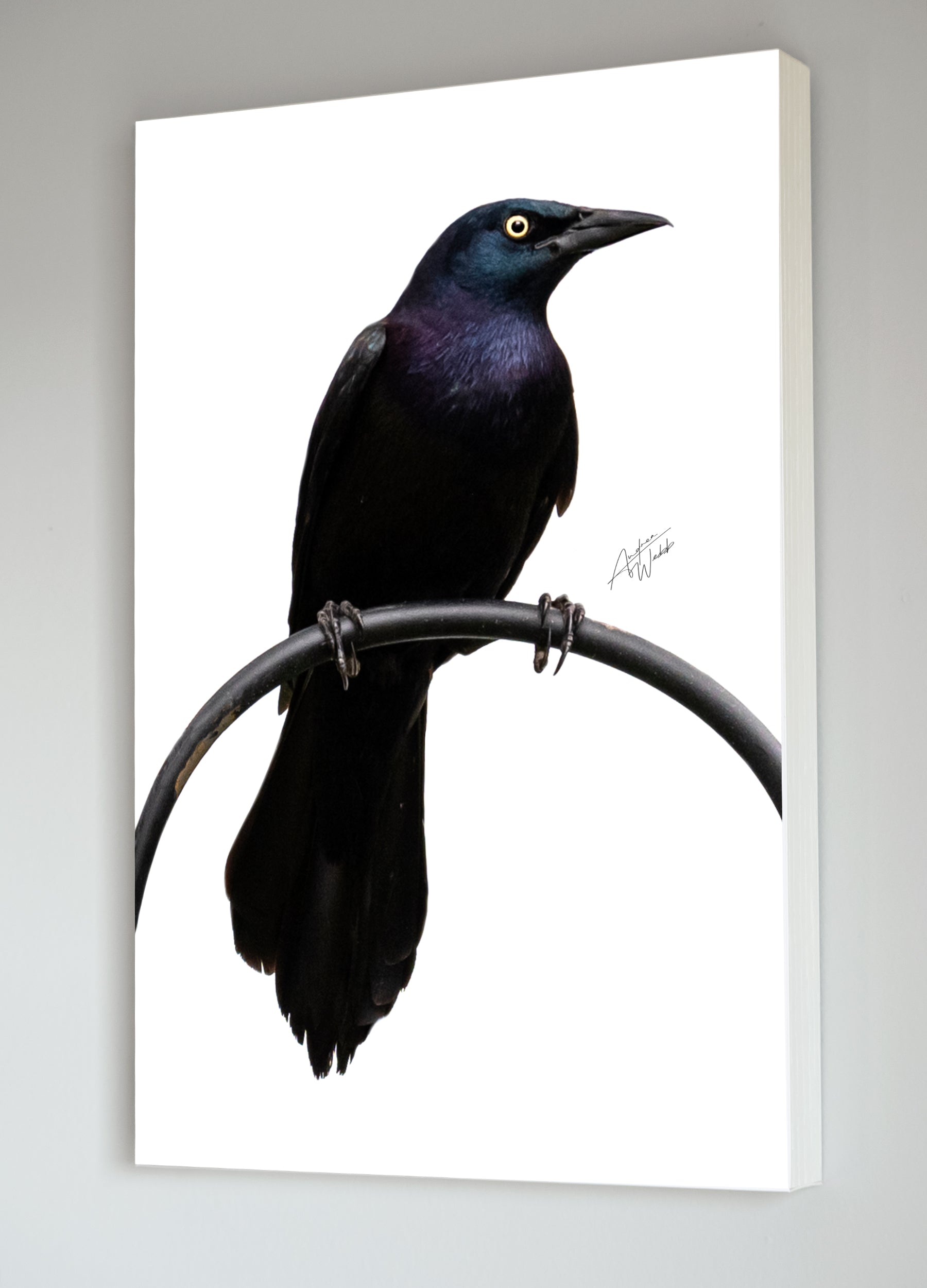 Common Grackle Bird on White Background Portrait, Common Grackle artwork, common grackle photography, common grackle photos, common grackle wall art, common grackle gifts, common grackle canvases