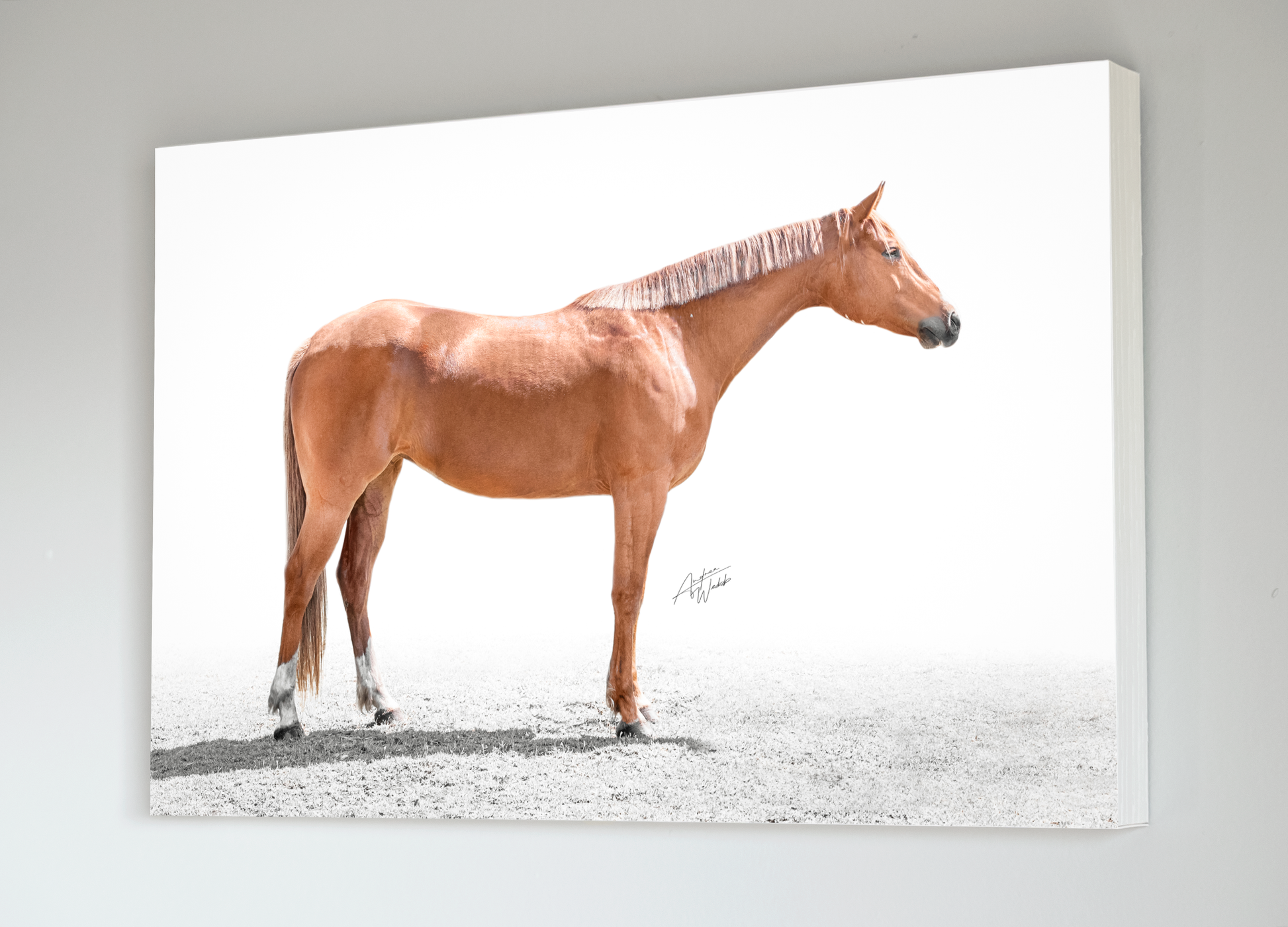 This portrait of a chestnut horse is on a white background. This horse has the classic American Quarter Horse and American Paint Horse build and conformation. The chestnut coat color with flaxen mane and tail makes this horse stand out from the rest. The Chestnut Horse on White Background print would be a great addition to any room with horse lovers or Western decor enthusiasts. Horse Portrait. Horse Prints. Horse Artwork. Animal Photography. Horse photography. Horse wall art.