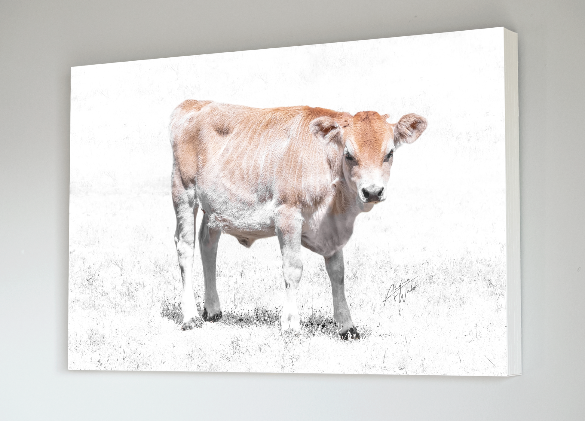A Jersey Calf Heifer Cow in a White Background Field Fine Art Portrait. Cow art. Cow photography. Cow artwork. Cow wall art. Cow prints. Cow canvases. Cow gifts. Animal photography.