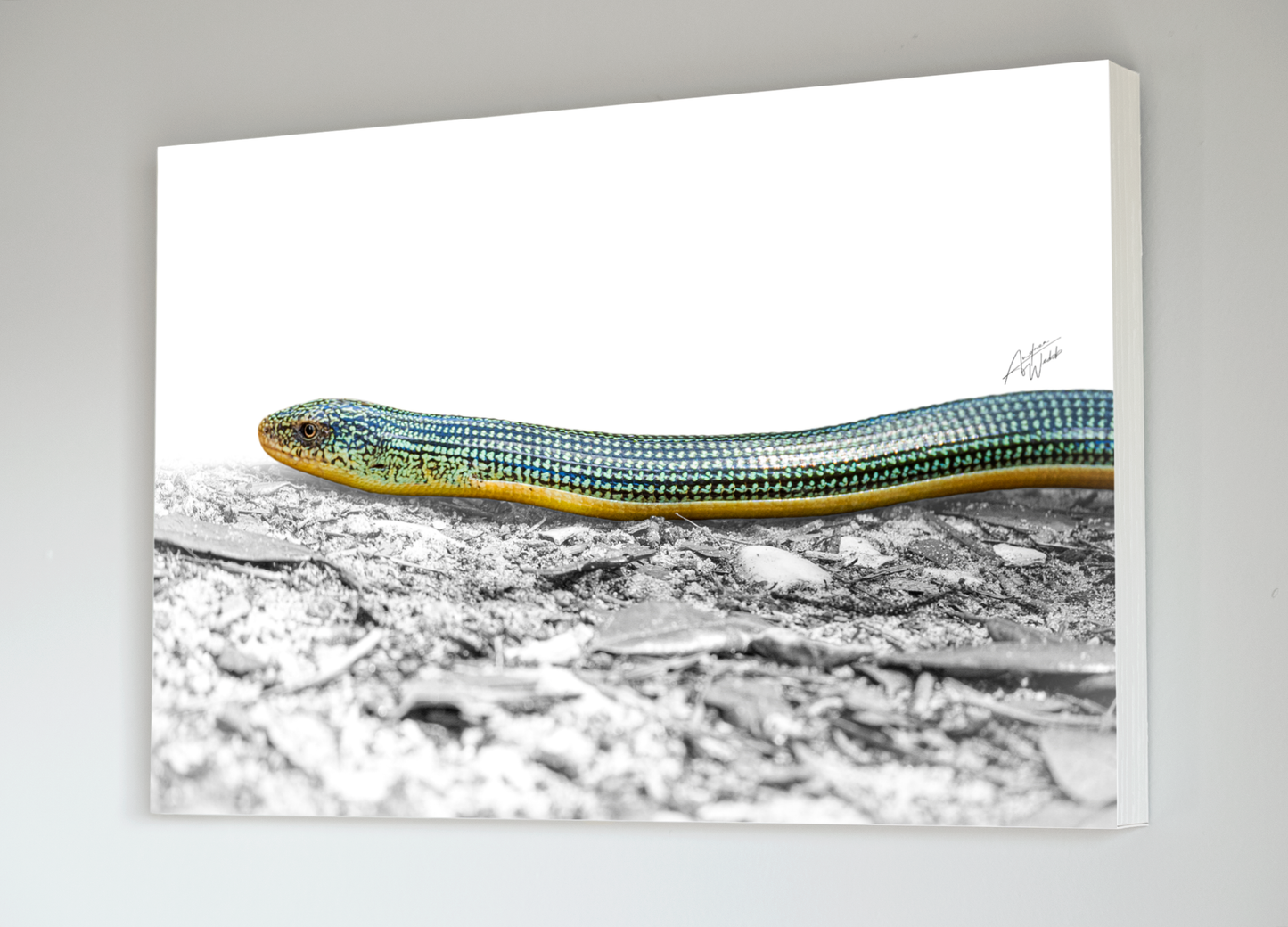 The Eastern Glass Lizard is commonly found in the eastern half of the United States. They are generally a green or brown color, with a glassy appearance. Glass lizard portrait. Glass lizard art. Glass lizard artwork. Glass lizard photography. Animal Photography. Glass lizard wall art. Glass lizard gifts.
