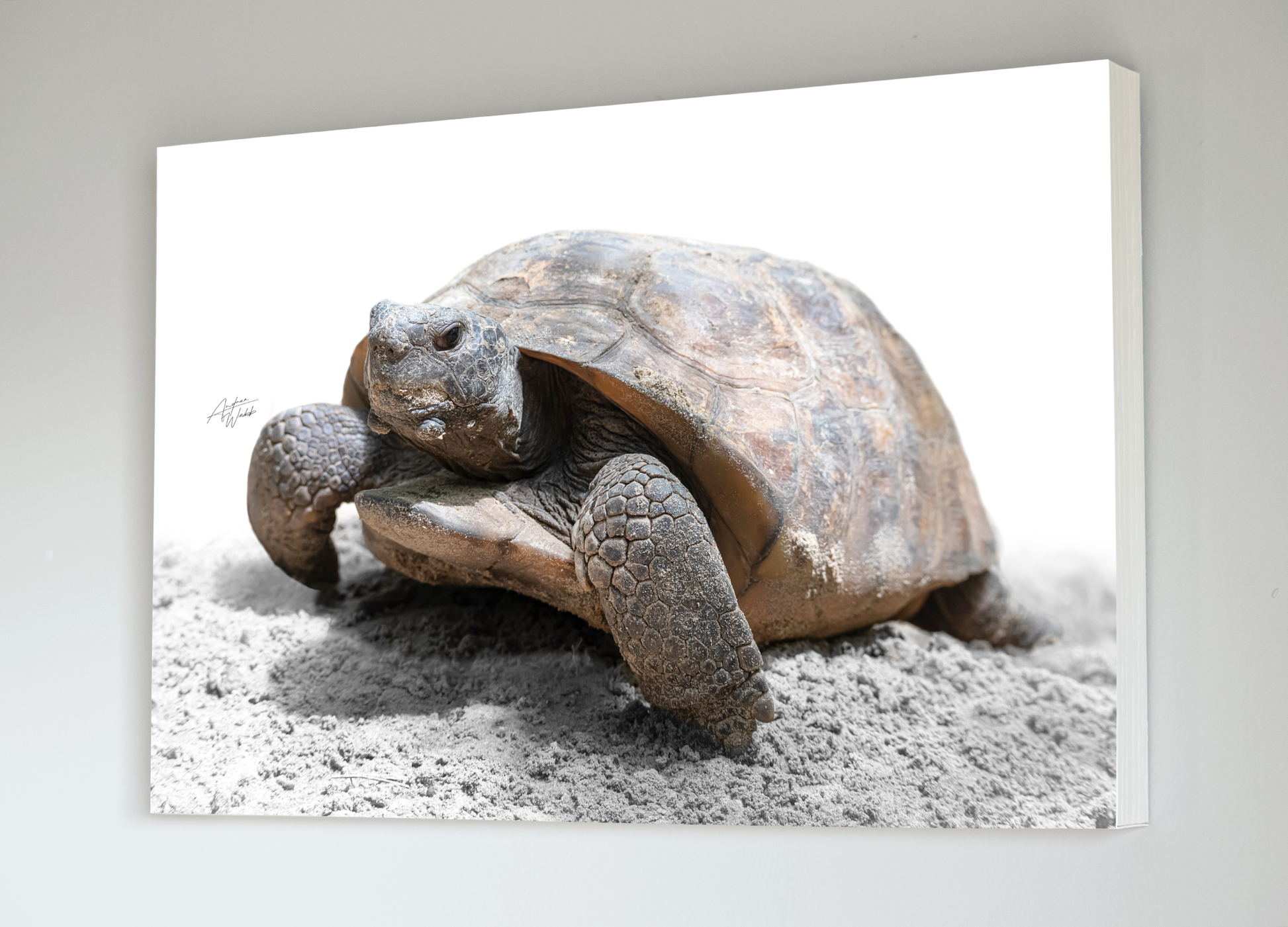 gopher tortoise close up portrait, gopher tortoise portrait, gopher tortoise artwork, gopher tortoise art, gopher tortoise wall art, gopher tortoise canvases, gopher tortoise gifts.