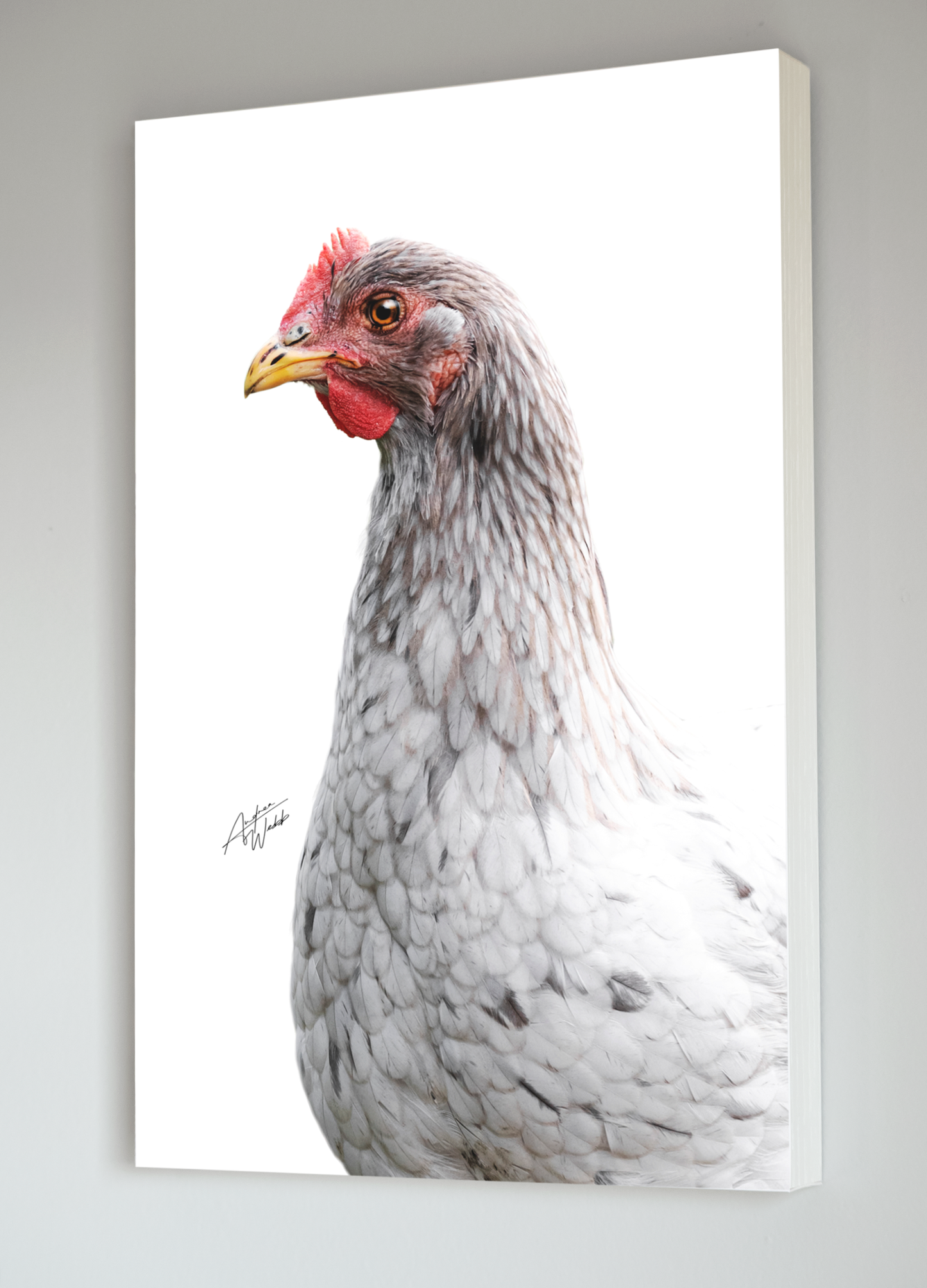 easter egger hen portrait, easter egger hen artwork, easter egger hen art, easter egger hen wall art, easter egger hen canvases, easter egger hen gifts
