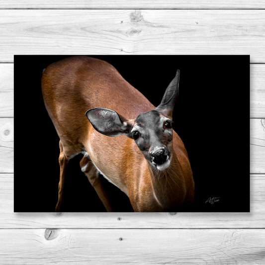 whitetail deer portrait, whitetail deer artwork, whitetail deer art, whitetail deer wall art, whitetail deer canvases, whitetail deer gifts.