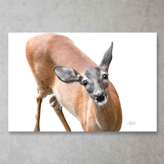 whitetail deer portrait on white background, whitetail deer artwork, whitetail deer art, whitetail deer portraits, whitetail deer wall art, white tail deer canvases, whitetail deer gifts