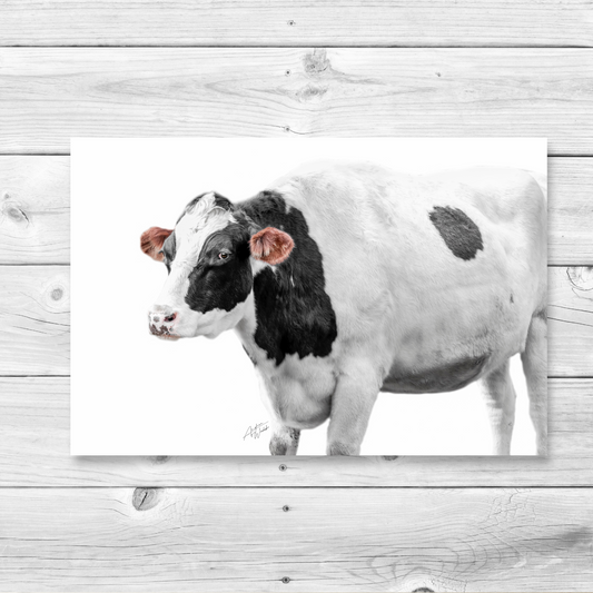 Holstein/Jersey Cross Cow art, jersey cow art and prints, holstein cow pictures, Holstein cow art, country chic home decor. Cow art. Cow photography. Cow artwork. Cow wall art. Cow prints. Cow canvases. Cow gifts. Animal photography.