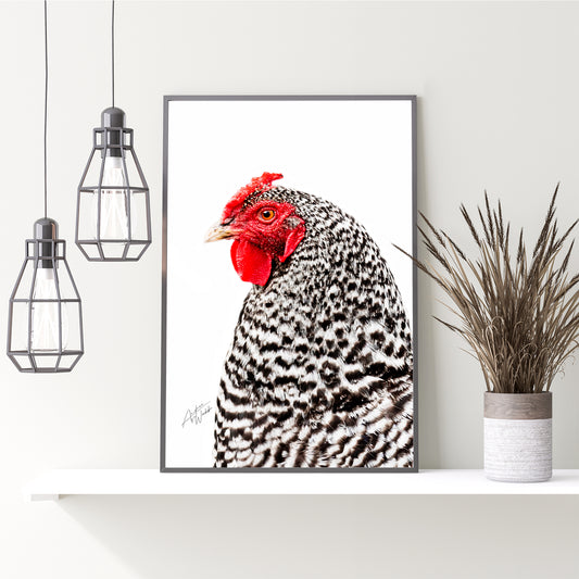 Barred Rock Hen Chicken Portrait on White Background Fine Art Portrait in Country Chic Room. Chicken art. Chicken wall art. Chicken canvas. Chicken prints. Chicken gifts. Animal Photography. Chicken decor. Country chic wall decor.
