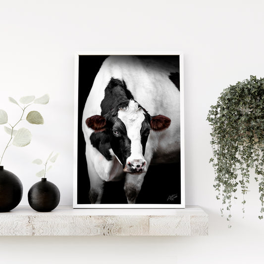 Holstein Jersey cross cow steer on black background print. Animal Photography Holstein Jersey cross fine art portrait. Cow art. Cow photography. Cow artwork. Cow wall art. Cow prints. Cow canvases. Cow gifts. Animal photography.