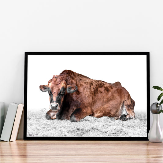 Swiss Brown Cow white background print, animal photography swiss brown cow fine art portrait. Cow art. Cow photography. Cow artwork. Cow wall art. Cow prints. Cow canvases. Cow gifts. Animal photography.